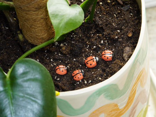 Ceramic Ladybug Plant Pals